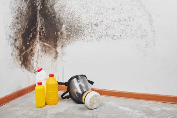 Best Mold Removal Company Near Me  in Elwood, KS
