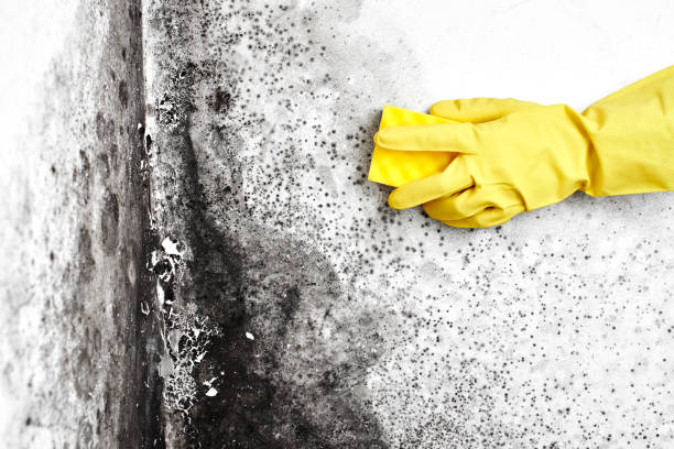 Best Mold Testing  in Elwood, KS