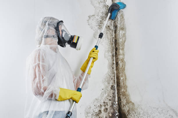 Best Affordable Mold Removal  in Elwood, KS