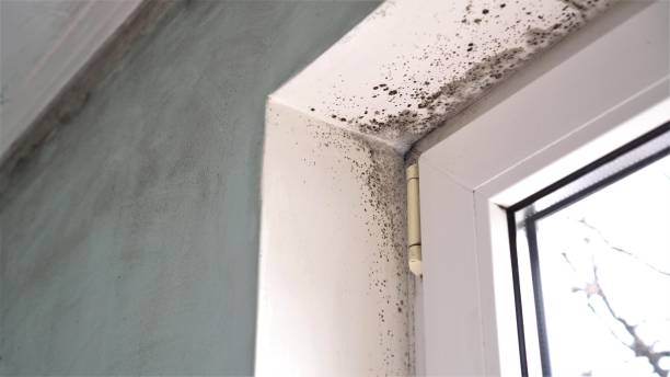 Best Office Mold Removal Services  in Elwood, KS