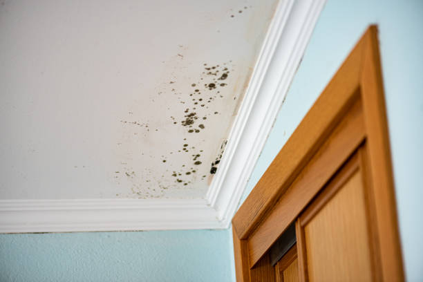 Trusted Elwood, KS Mold Removal Experts