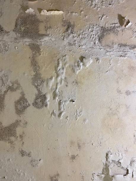 Best Mold Cleaning Services  in Elwood, KS