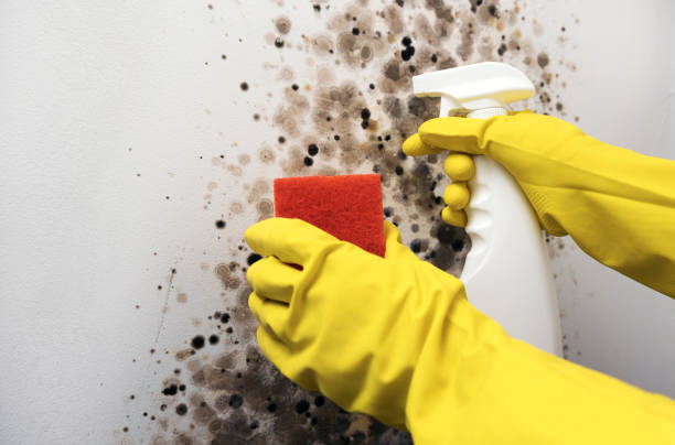 Best Professional Mold Removal  in Elwood, KS