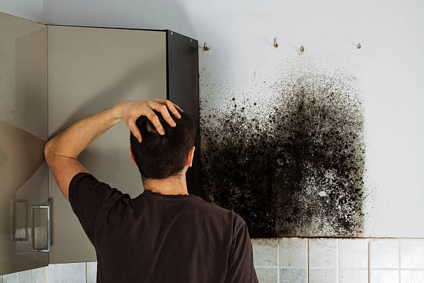 Best Attic Mold Removal  in Elwood, KS
