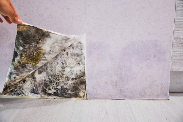 Best Mold Damage Repair  in Elwood, KS